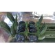 * Herpa Military 743327  M 26 US tank transporter